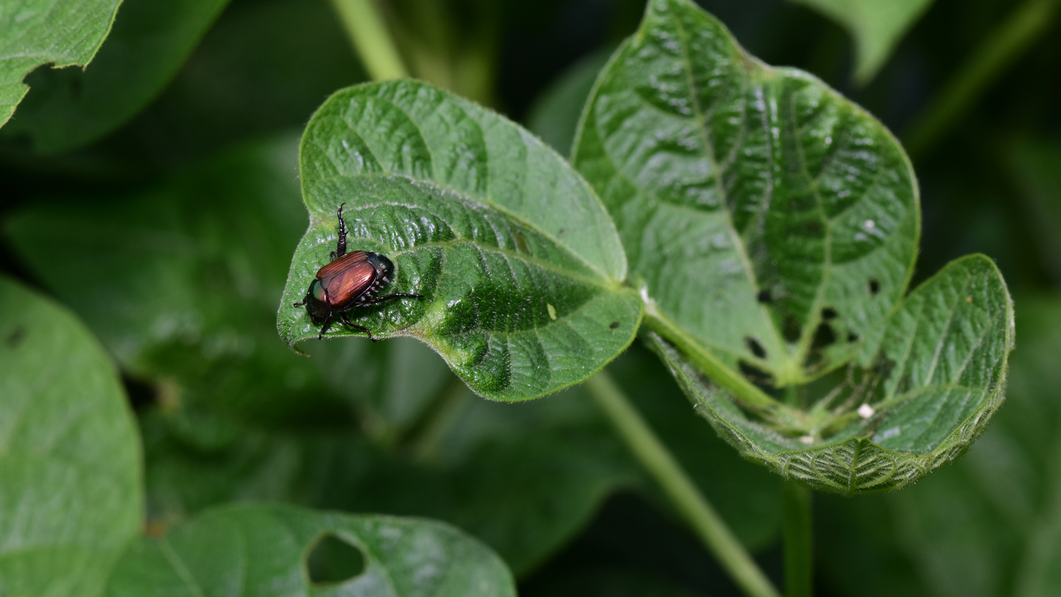 What are Insect Pests and how do we keep them at bay?