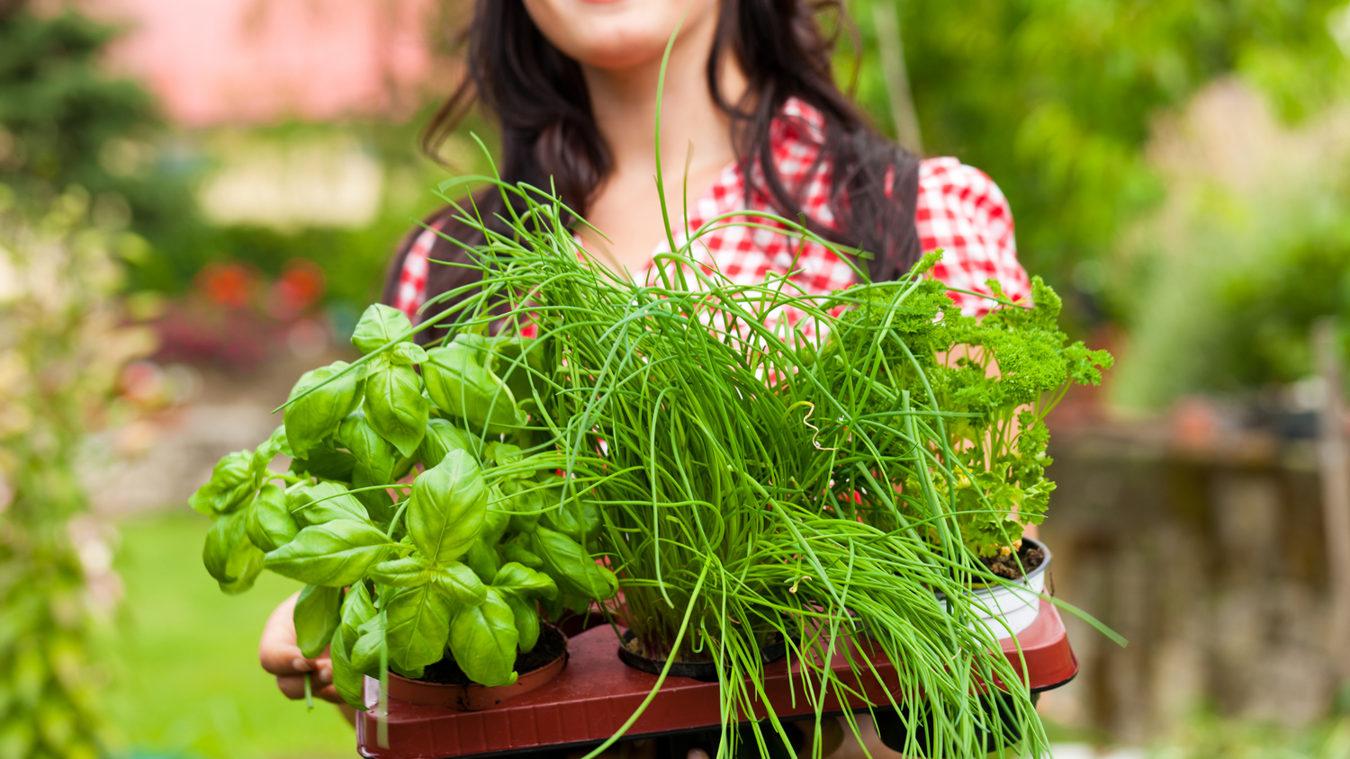 Harvesting and Storing Homegrown Herbs