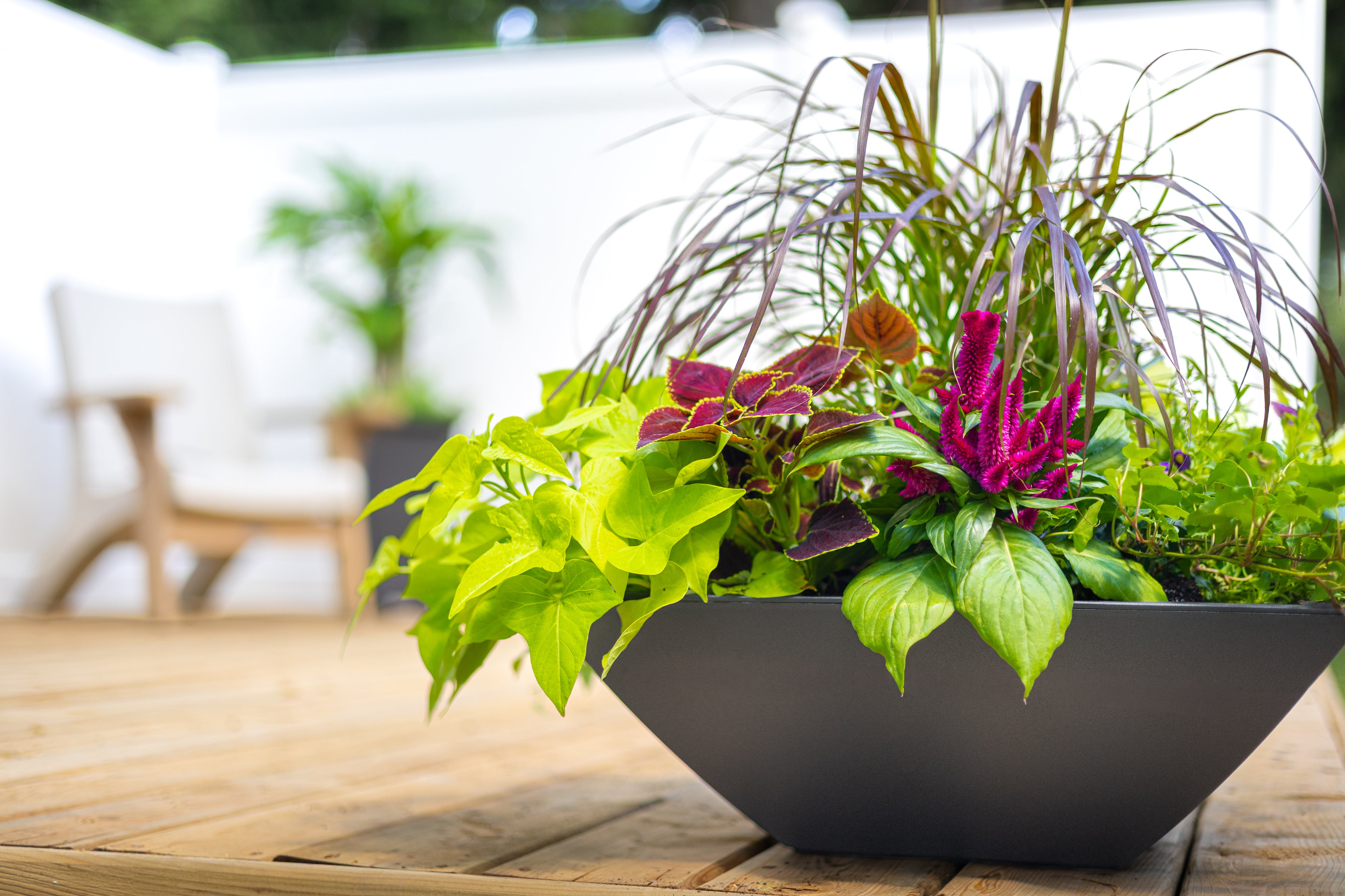 Mayne Evolve 20-Inch Square Tapered Bowl Planter (2-Pack)