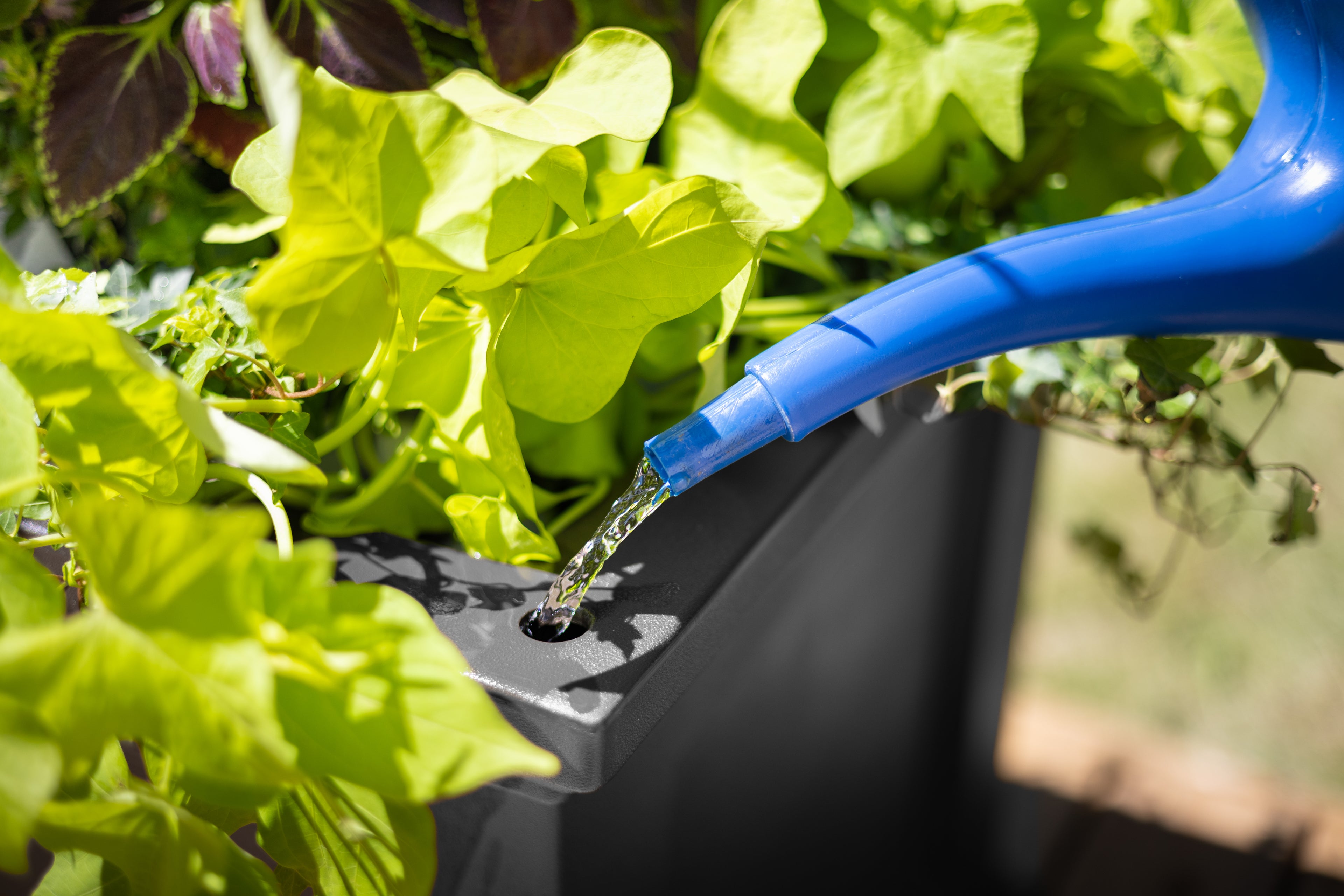 Mayne Fairfield 20-Inch Self-Watering Square Planter