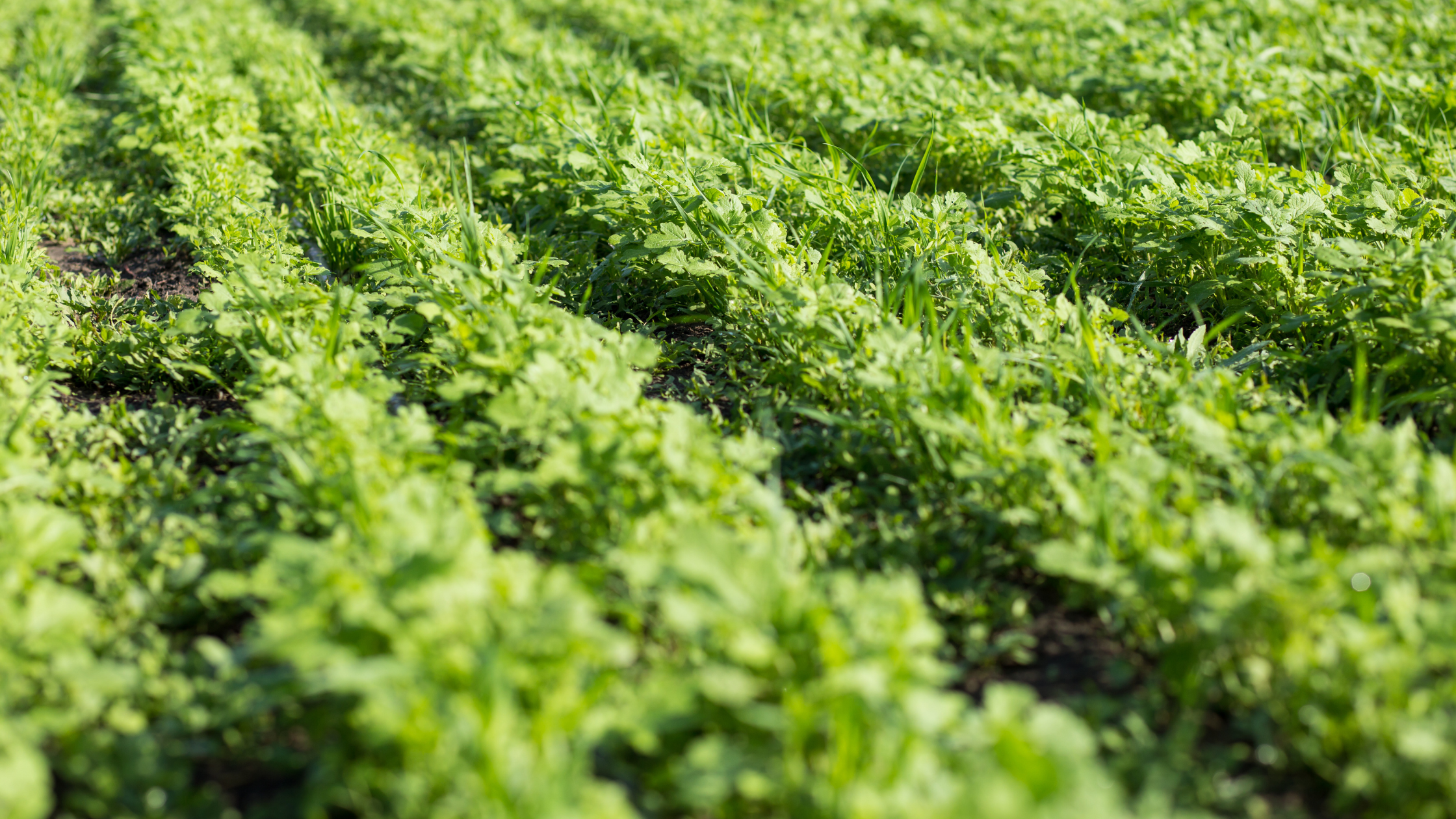 Planting Cover Crops – Get Spring Ready in the Fall