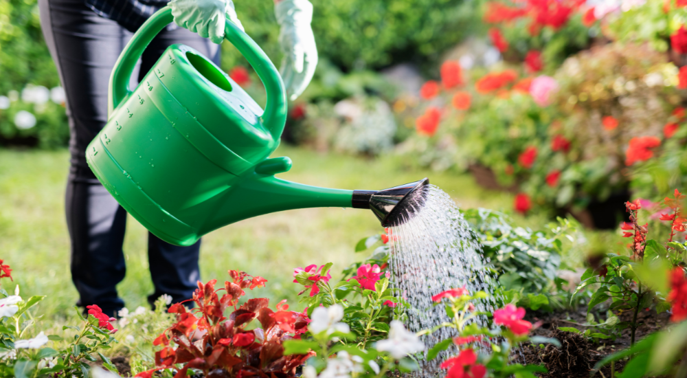 Summer Tips for your Garden – Mayne Inc.