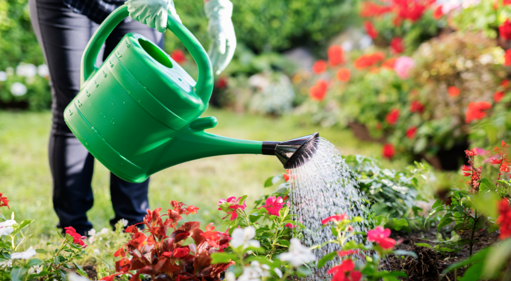Summer Tips for your Garden