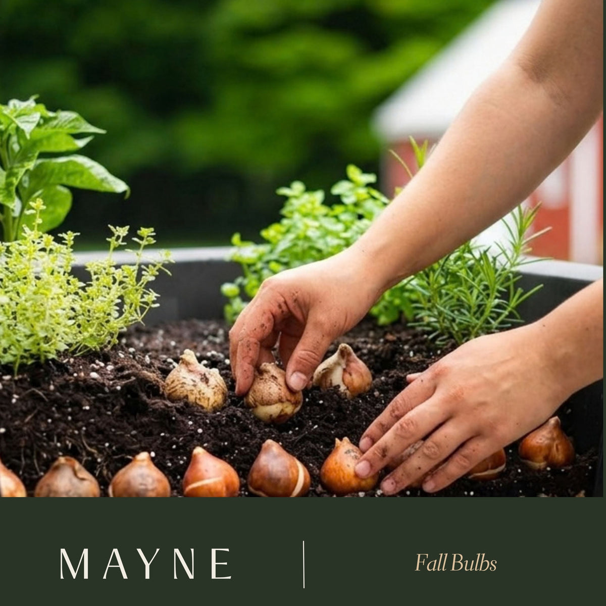 Fall Bulbs