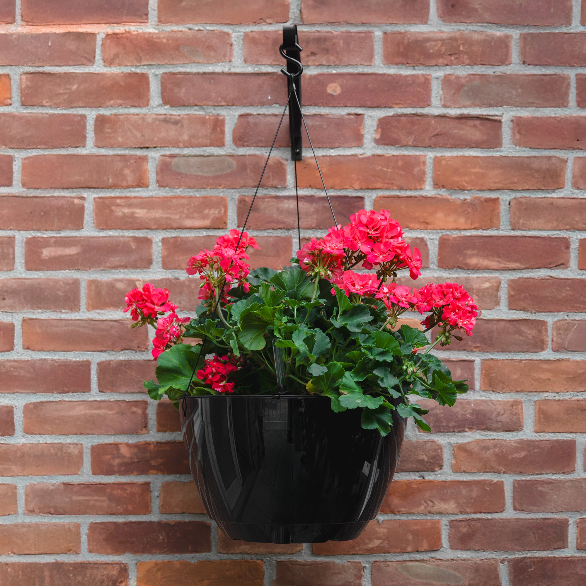 Caprio Hanging Planter